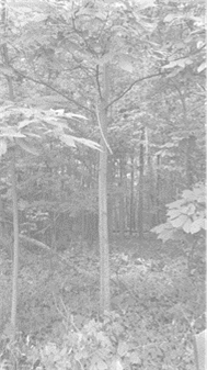 A green plant in a forest

